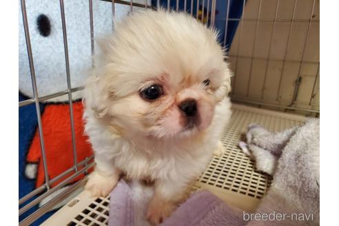 成約済の愛知県のペキニーズ-143156の5枚目