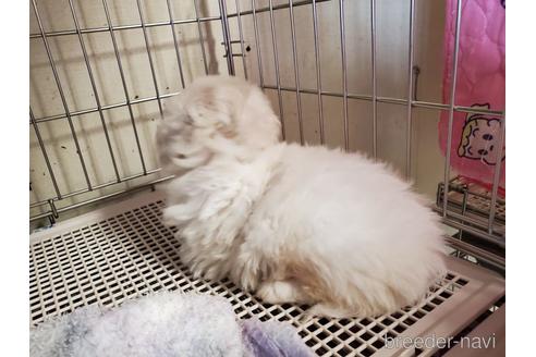 成約済の愛知県のペキニーズ-143156の4枚目