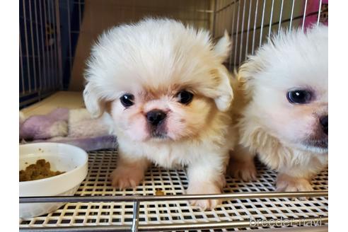 成約済の愛知県のペキニーズ-143156の2枚目