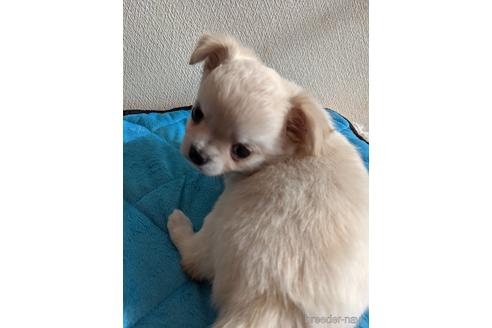 成約済の埼玉県のチワワ(ロングコート)-143163の2枚目