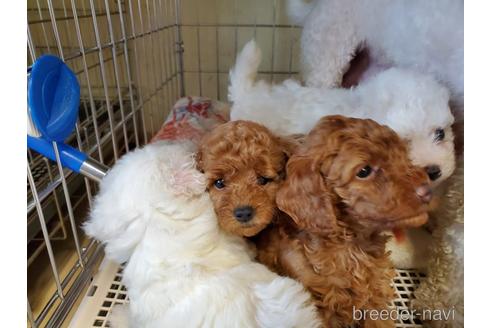 成約済の愛知県のトイプードル-143158の2枚目