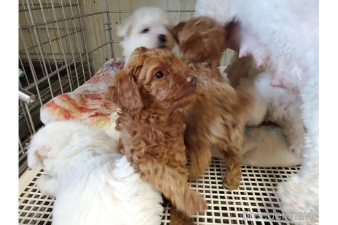 成約済の愛知県のトイプードル-143160の1枚目