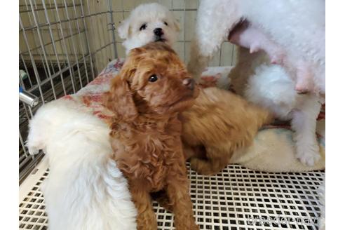 成約済の愛知県のトイプードル-143160の4枚目