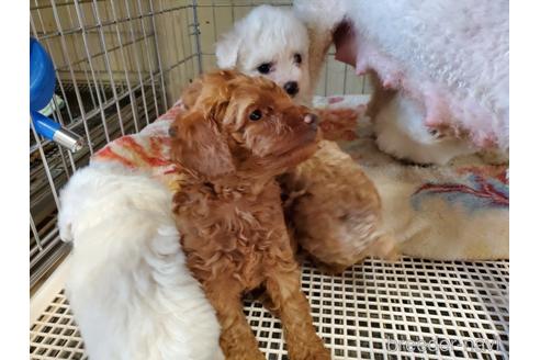 成約済の愛知県のトイプードル-143160の3枚目