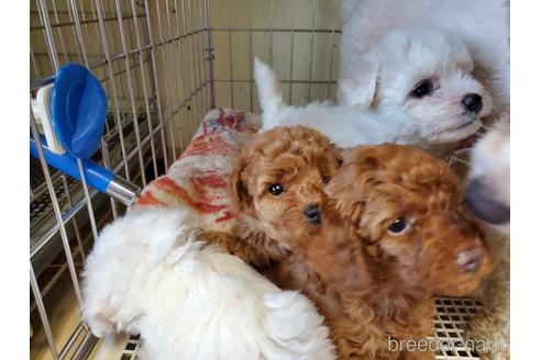 成約済の愛知県のトイプードル-143160の2枚目