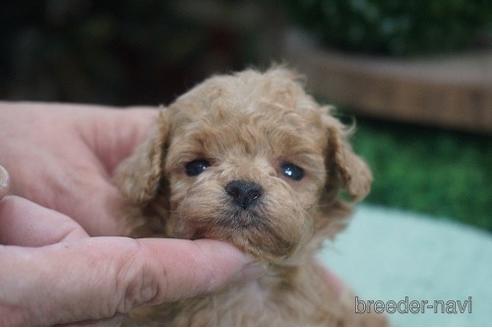 成約済の京都府のティーカッププードル-143175の1枚目