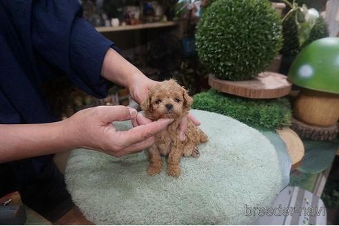 成約済の京都府のティーカッププードル-143175の2枚目