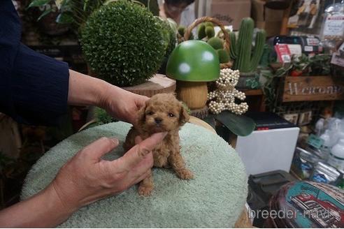 成約済の京都府のティーカッププードル-143175の3枚目