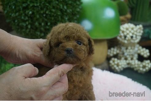 成約済の京都府のチワプー:チワワ×トイプードル-143181の2枚目