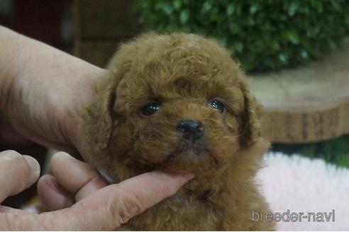 成約済の京都府のチワプー:チワワ×トイプードル-143181の1枚目