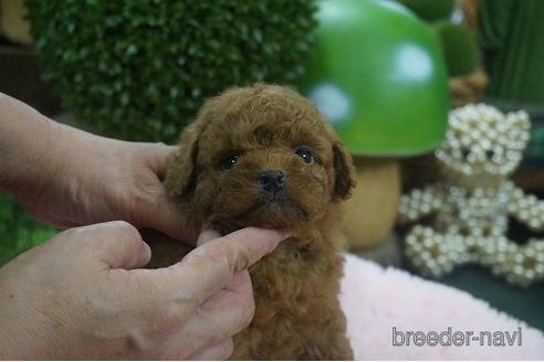 成約済の京都府のチワプー:チワワ×トイプードル-143181の3枚目