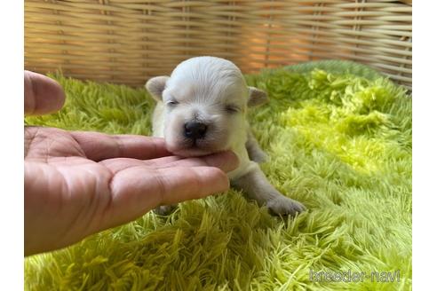 成約済の秋田県のマルプー:マルチーズ×トイプードル-143192の10枚目