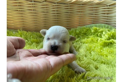 成約済の秋田県のマルプー:マルチーズ×トイプードル-143192の9枚目