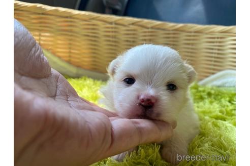 秋田県のミックス犬 男の子 21 07 05生まれ 極上タイプ ペキポメラニアン しつけを済ませてからのお引渡しなので安心 子犬id 1433 ブリーダーナビ 秋田県のミックス犬 男の子 21 07 05生まれ 極上タイプ ペキポメラニアン しつけを済ませてからのお引渡しなので安心 子犬id 1433 ブリーダーナビ