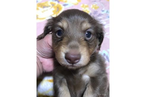 成約済の福岡県のミニチュアダックスフンド(ロングヘアード)-139726の4枚目