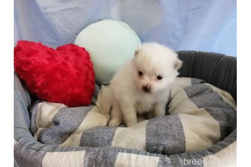 成約済の埼玉県のポメラニアン-143264の4枚目