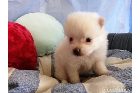 成約済の埼玉県のポメラニアン-143264の1枚目