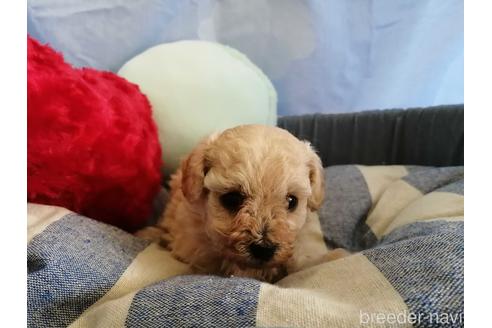成約済の埼玉県のトイプードル-143270の2枚目