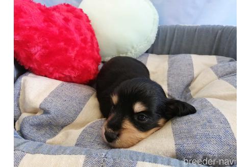 成約済の埼玉県のミニチュアダックスフンド(ロングヘアード)-143278の1枚目