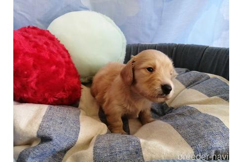 成約済の埼玉県のミニチュアダックスフンド(ロングヘアード)-143282の2枚目