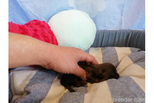 成約済の埼玉県のカニンヘンダックスフンド(ロングヘアード)-143285の3枚目
