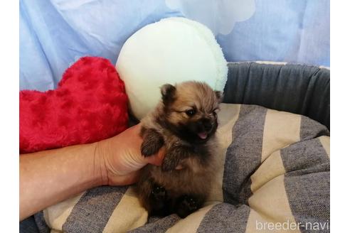 成約済の埼玉県のポメラニアン-143294の2枚目