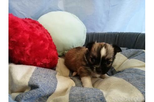 成約済の埼玉県のチワワ(ロングコート)-143293の3枚目