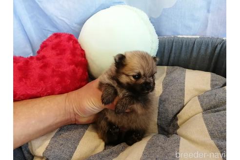成約済の埼玉県のポメラニアン-143294の1枚目