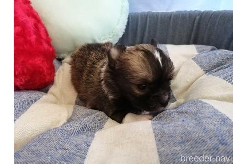 成約済の埼玉県のチワワ(ロングコート)-143295の3枚目