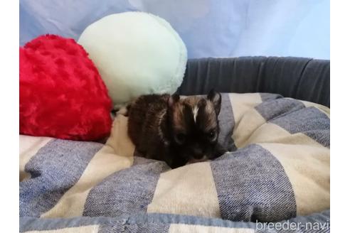 成約済の埼玉県のチワワ(ロングコート)-143295の2枚目