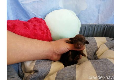 成約済の埼玉県のカニンヘンダックスフンド(ロングヘアード)-143297の4枚目