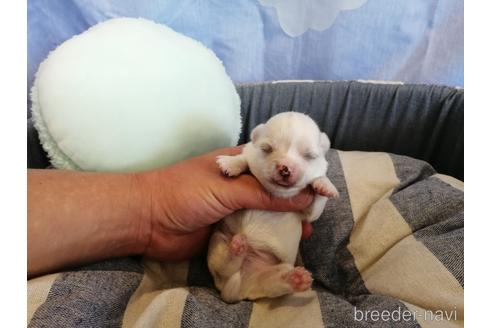成約済の埼玉県のチワワ(ロングコート)-143311の3枚目