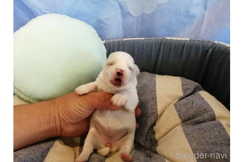 成約済の埼玉県のチワワ(ロングコート)-143312の1枚目