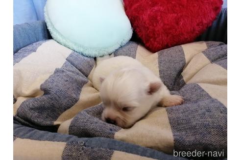 成約済の埼玉県のチワワ(ロングコート)-143313の2枚目