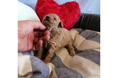 成約済の埼玉県のトイプードル-143314の3枚目