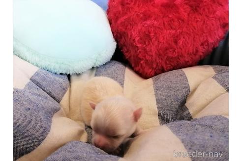 成約済の埼玉県のチワワ(ロングコート)-143317の3枚目