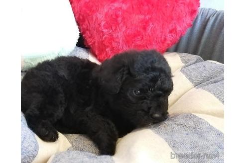 成約済の埼玉県のトイプードル-143322の1枚目