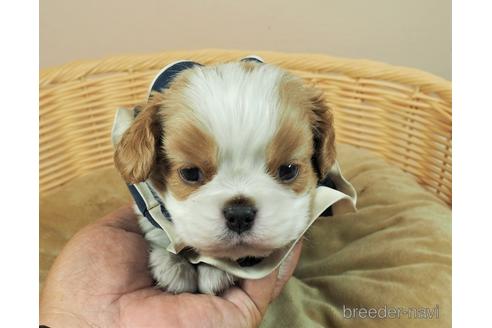 成約済の埼玉県のキャバリアキングチャールズスパニエル-143331の1枚目