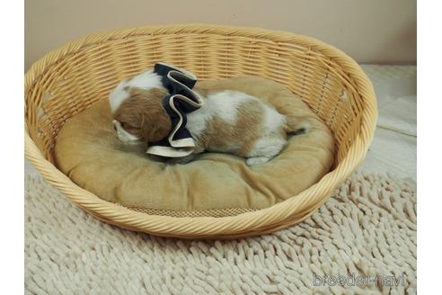 成約済の埼玉県のキャバリアキングチャールズスパニエル-143331の3枚目