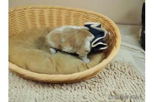 成約済の埼玉県のキャバリアキングチャールズスパニエル-143331の2枚目