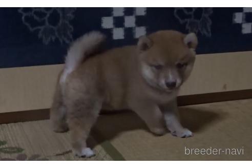 成約済の佐賀県の豆柴-143351の2枚目