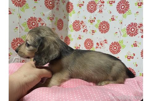 成約済の愛知県のミニチュアダックスフンド(ロングヘアード)-143353の4枚目