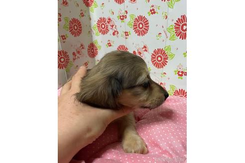 成約済の愛知県のミニチュアダックスフンド(ロングヘアード)-143353の3枚目