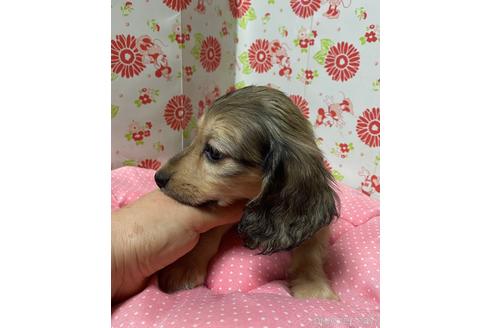成約済の愛知県のミニチュアダックスフンド(ロングヘアード)-143353の2枚目