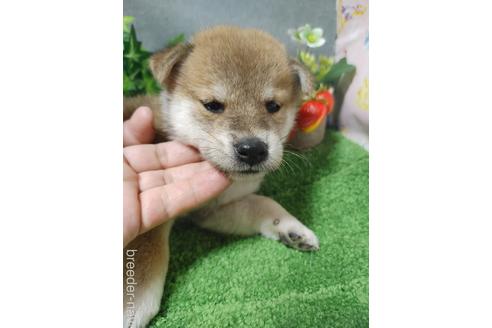 成約済の鹿児島県の柴犬-138347の1枚目