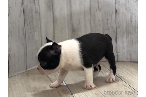 成約済の愛知県のボストンテリア-143444の2枚目