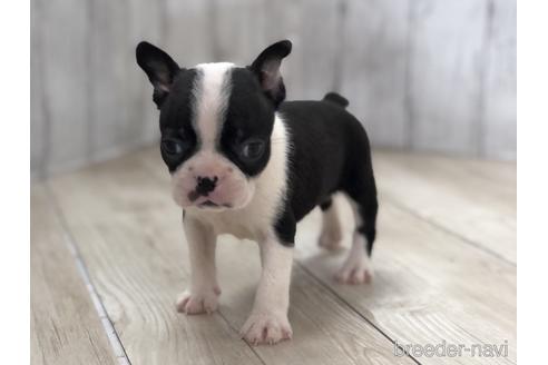 成約済の愛知県のボストンテリア-143444