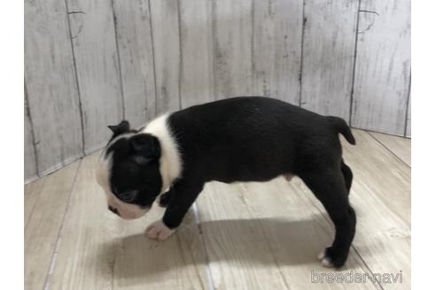 成約済の愛知県のボストンテリア-143445の2枚目