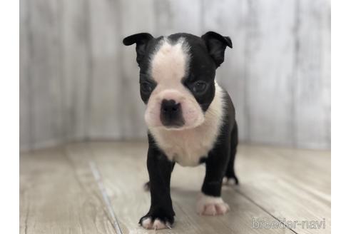 成約済の愛知県のボストンテリア-143445