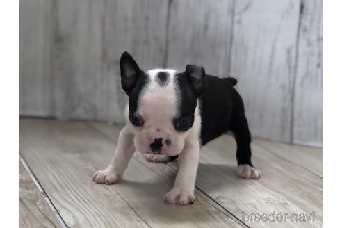 成約済の愛知県のボストンテリア-143446の2枚目